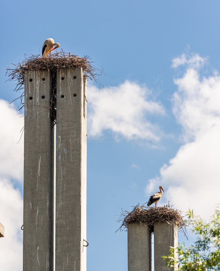 Stork standing on a concrete pole building a nest with blue sky background