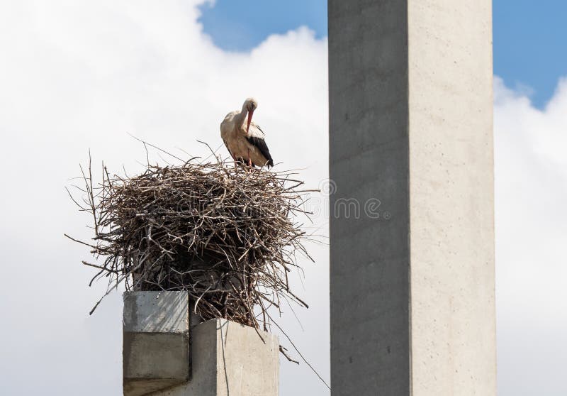 Stork standing on a concrete pole building a nest with blue sky background