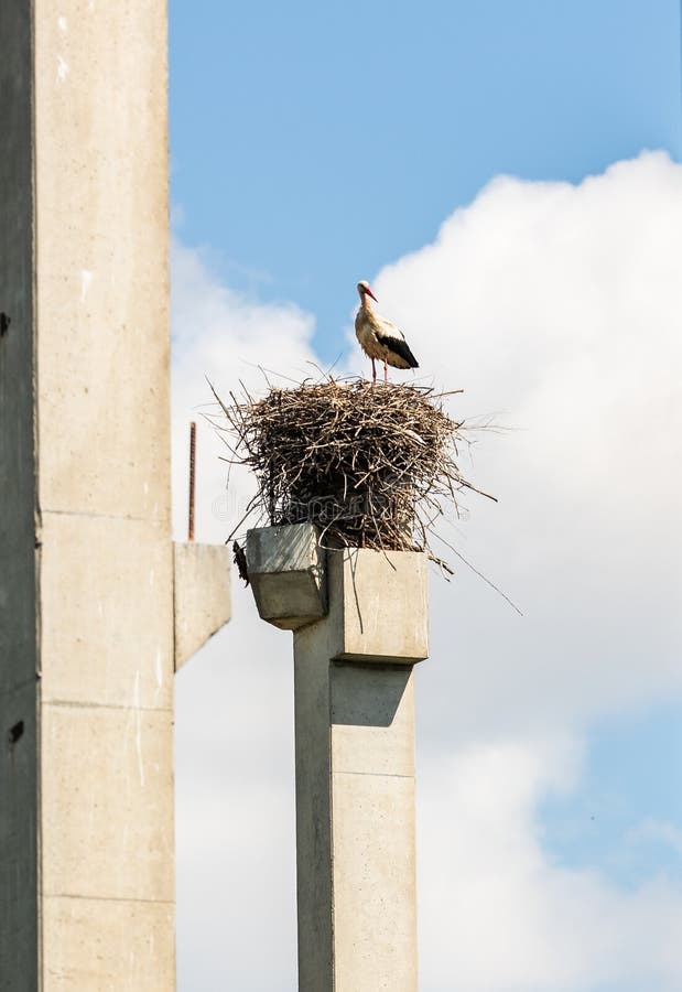 Stork standing on a concrete pole building a nest with blue sky background