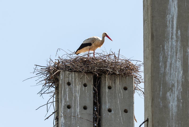 Stork standing on a concrete pole building a nest with blue sky background