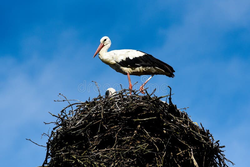 A stork standing in a nest on a beautiful sunny day. Poland.
