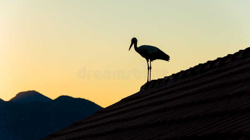 Stork standing on the roof against colorful sky