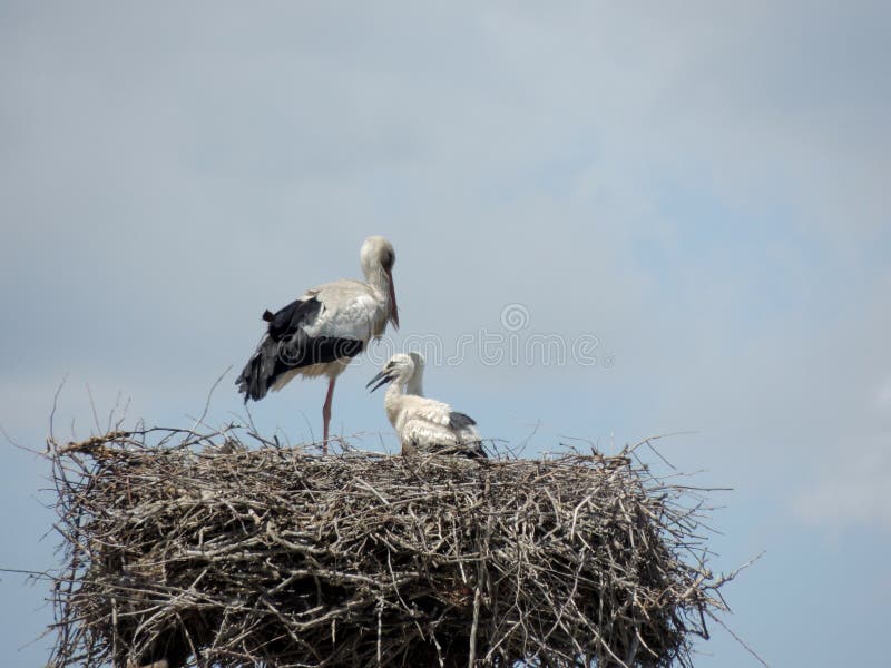 Stork stands with a baby storks in a nest made of branches, against sky. Armenia