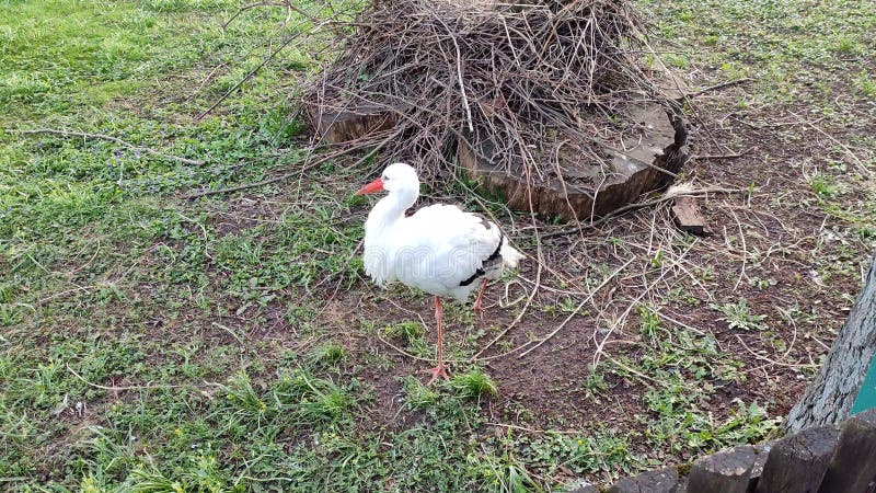 Stork stands on one leg next to a nest. Stork stands on one leg next to a nest