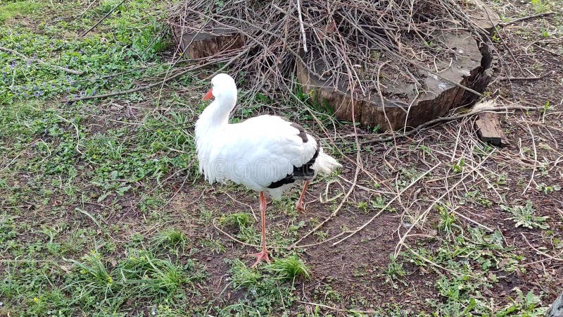 Stork stands on one leg next to a nest. Stork stands on one leg next to a nest