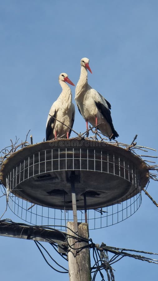 stork storks birds in the nest in village parakalamos greece in spring