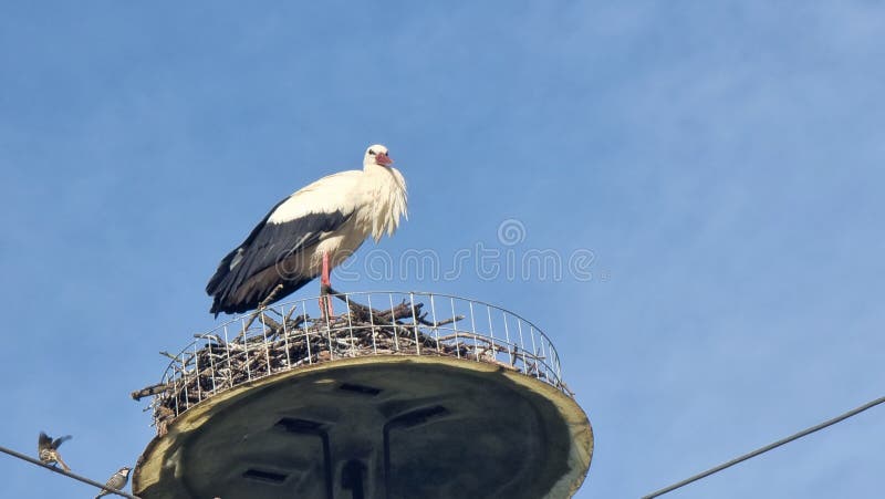 stork storks birds in the nest in village parakalamos greece in spring