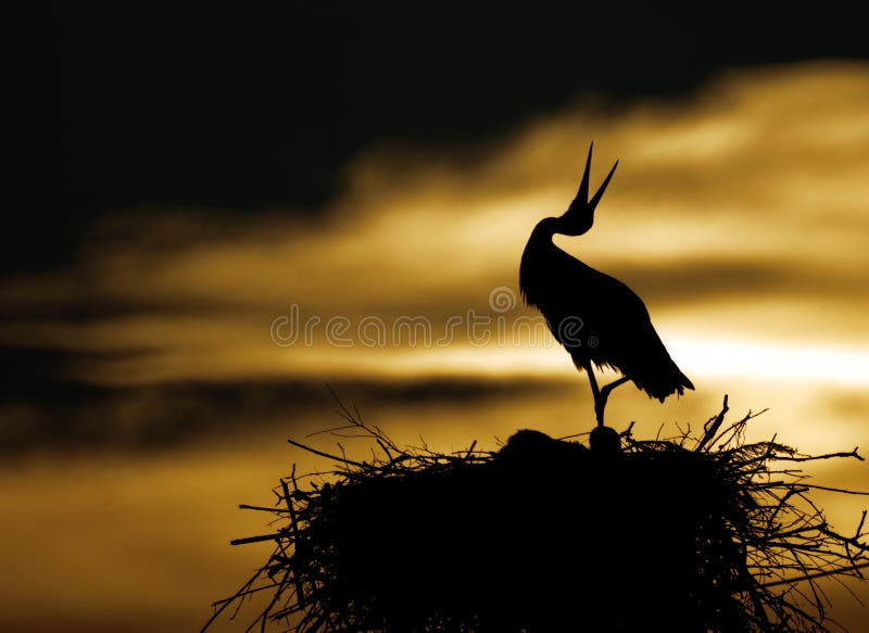 Stork in sunset