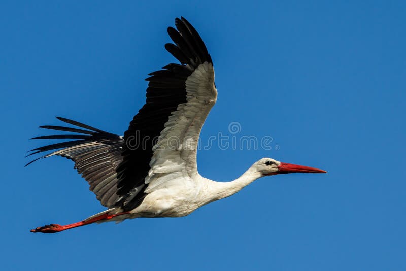 A Stork in their natural environment.