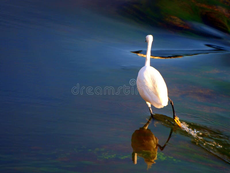 Stork in the water