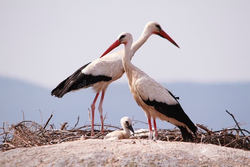 A couple of Storks with his young above the rocks in Barruecos natural monument, Extremadura, Spain. A couple of Storks with his young above the rocks in Barruecos natural monument, Extremadura, Spain