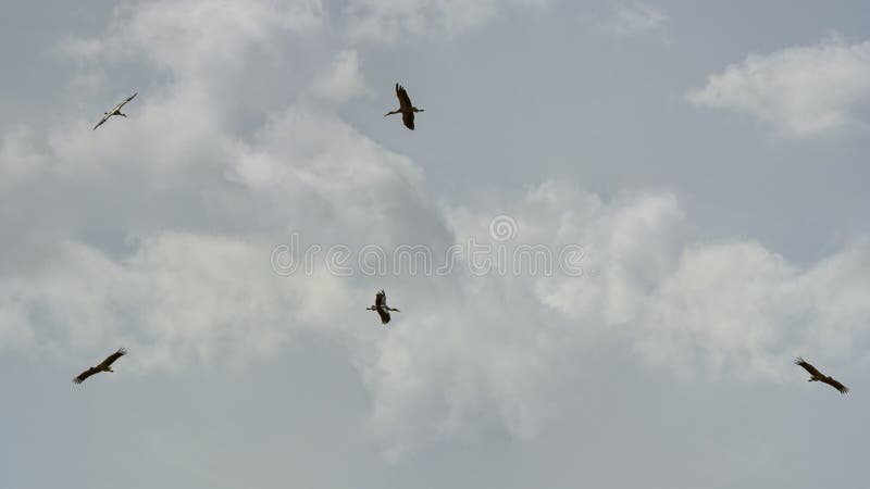 Hovering flock of storks