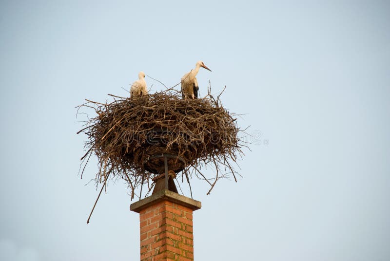 Storks in nest on chimney of house in Rust, Burgenland - Austria