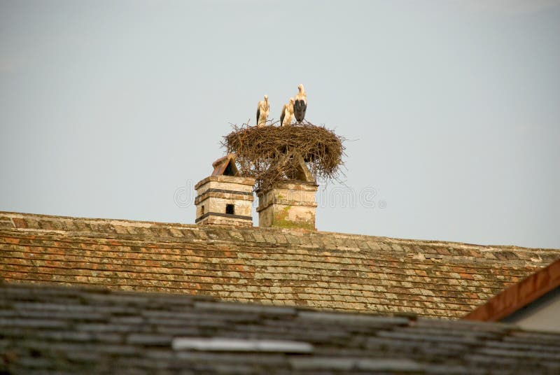 Storks in nest on chimney of house in Rust, Burgenland - Austria