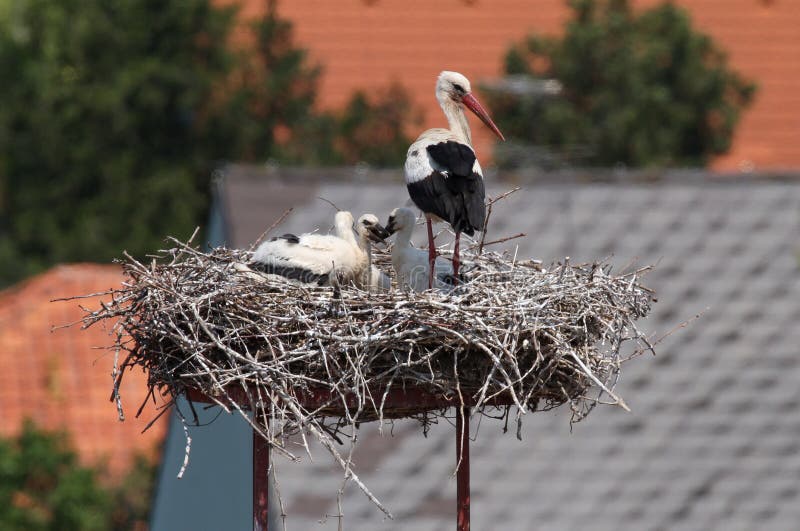 One adult stork and three chicks in a nest in front of roofs in Rust, Austria. One adult stork and three chicks in a nest in front of roofs in Rust, Austria.