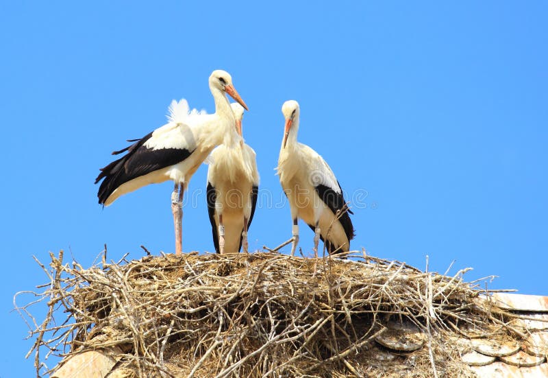 Storks in nest on house roof