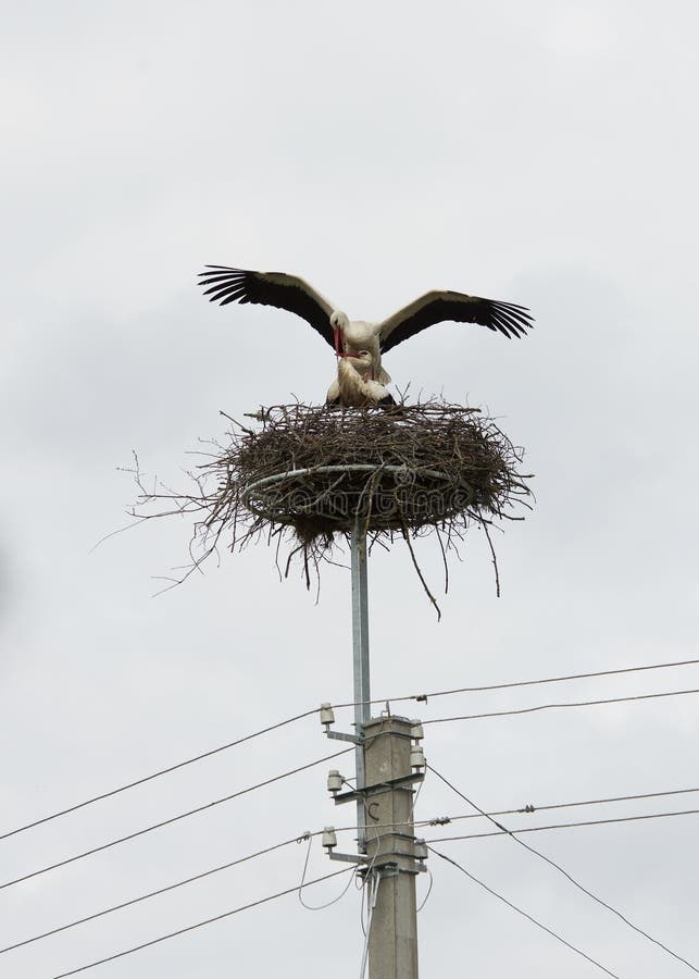 Storks in the nest, a pair of storks in the nest, graceful birds, family concept. Baby bird