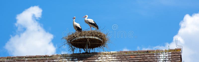 Storks in nest on roof in city, couple of white birds on sky background