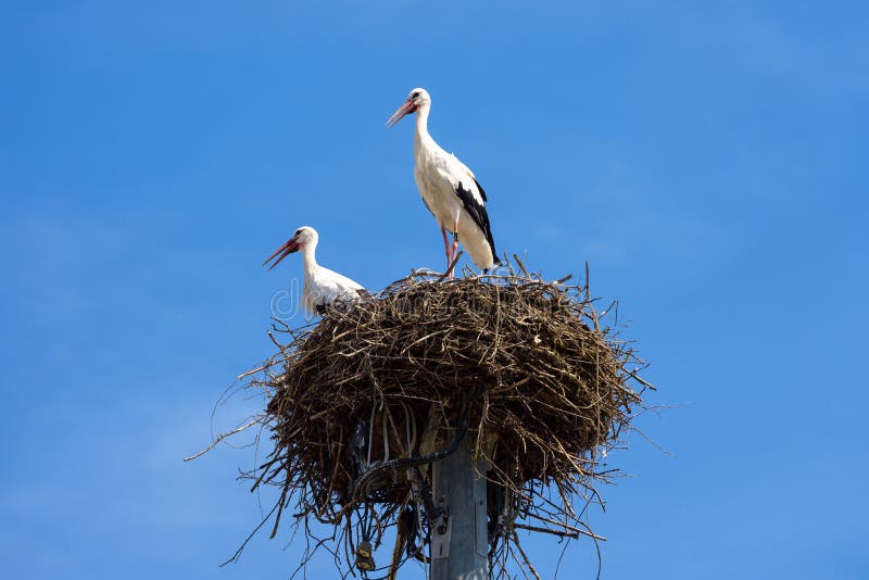 Storks on nest on sky background, couple of white birds stands at its home in summer