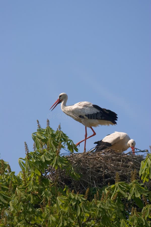 Storks nesting