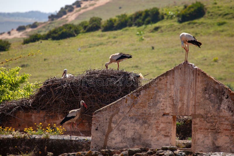 Family of storks building a nest on top of a ruined house in Morocco. Family of storks building a nest on top of a ruined house in Morocco.