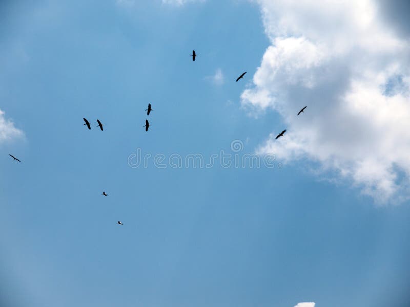 Storks in the Sky in a Chaotic Manner and in Pairs. Stock Photo - Image of  clouds, white: 197185372