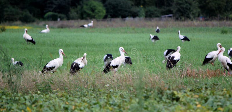 Storks standing in a green field