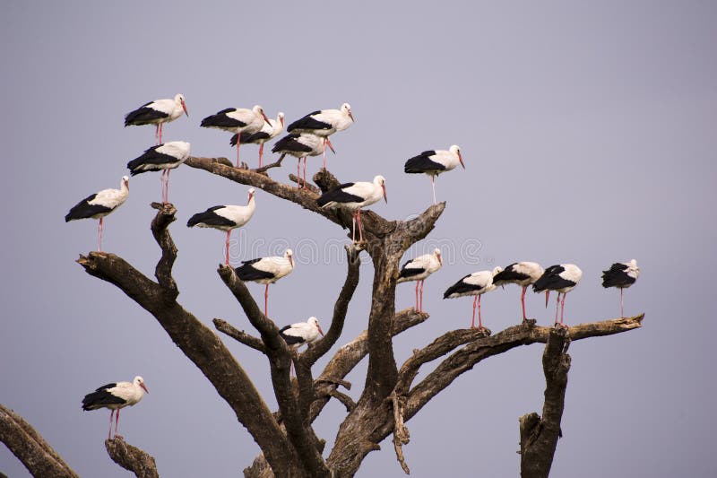 Storks on tree