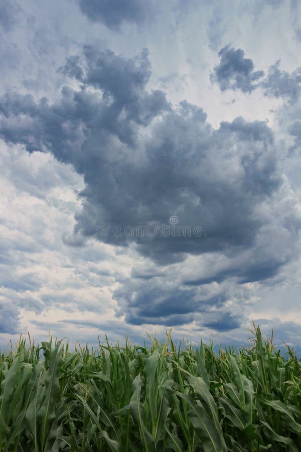 Storm Clouds Over Corn Fields Stock Image - Image of horizon, nature ...