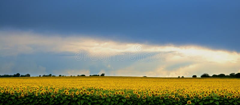 Storm over a field of sunflowers.