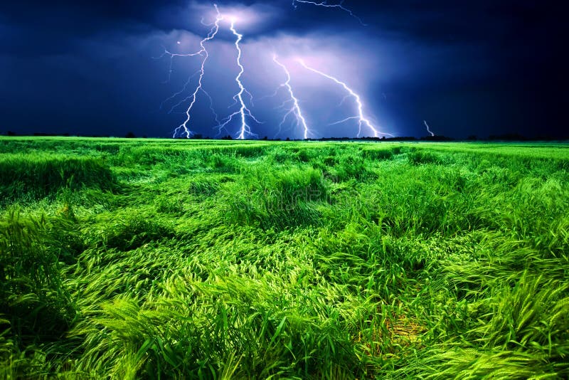 Storm over wheat field