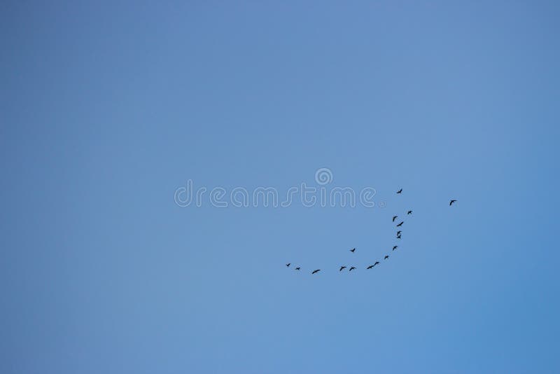 Stormo degli uccelli che volano in chiaro cielo blu Concetto di volo Gruppo di uccelli in cielo Concetto di migrazione degli anim fotografia stock Stormo degli uccelli che volano in chiaro cielo blu Concetto di volo Gruppo di uccelli in cielo Concetto di migrazione degli anim fotografia stock