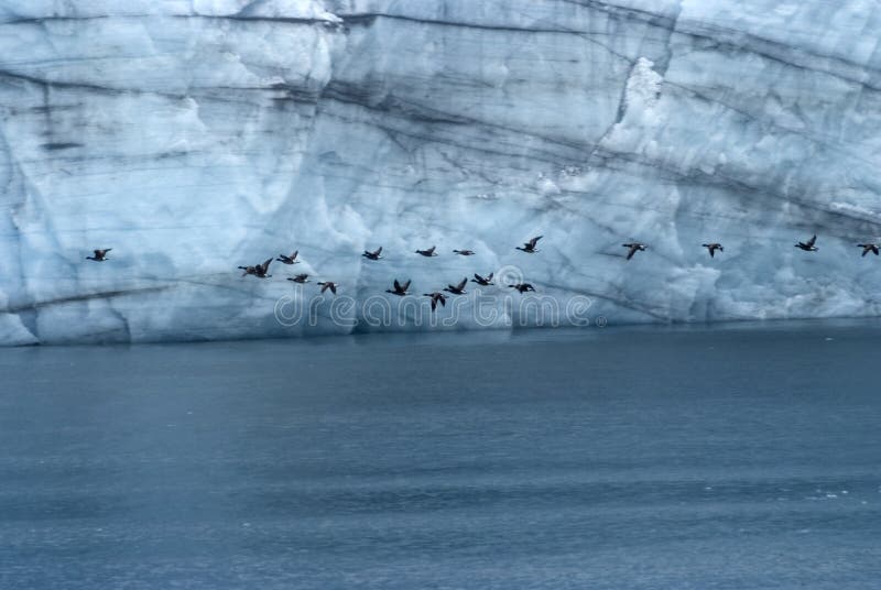 Stormo del volo pelagico di Cormorant accanto al parco nazionale di Margerie Glacier At Glacier Bay, Alaska immagine stock Stormo del volo pelagico di Cormorant accanto al parco nazionale di Margerie Glacier At Glacier Bay, Alaska immagine stock