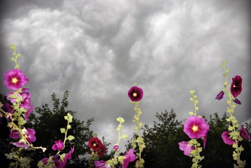 Stormy hollyhocks