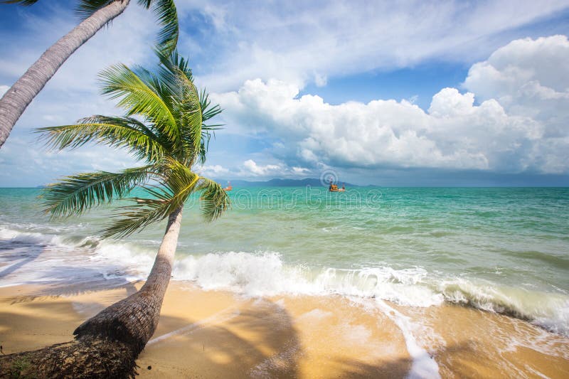 Stormy sea and beach with coconut palm trees. Koh Samui, Thailand