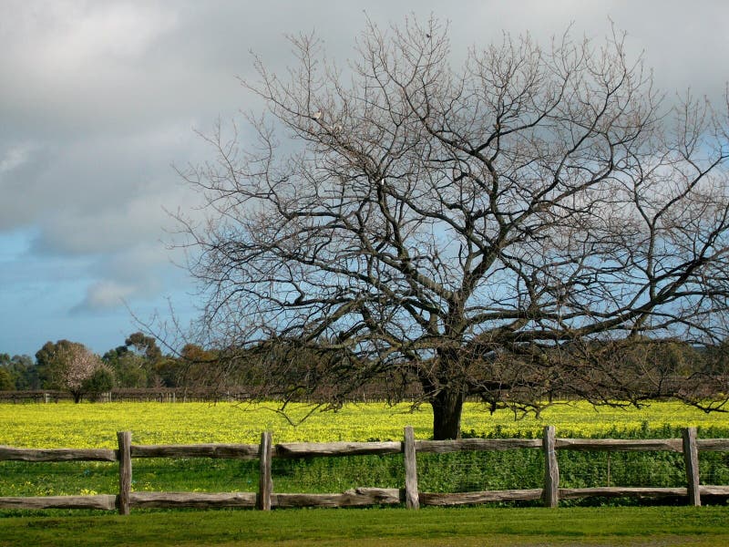 Stormy Sky & Yellow Field