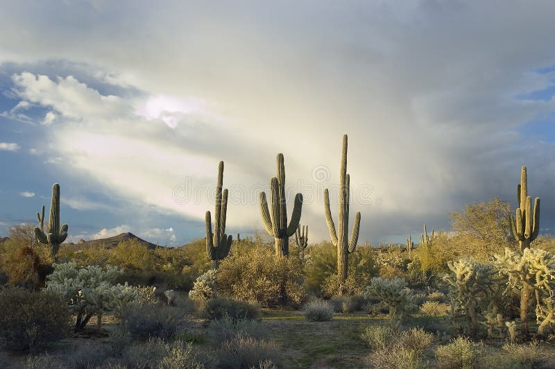 Violento monzón tormenta construye través de desierto.