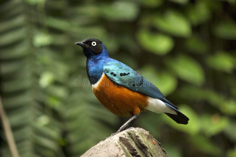 Storno superbo, superbus di Lamprotornis, parco dell'uccello di Jurong, Singapore fotografia stock Storno superbo, superbus di Lamprotornis, parco dell'uccello di Jurong, Singapore fotografia stock