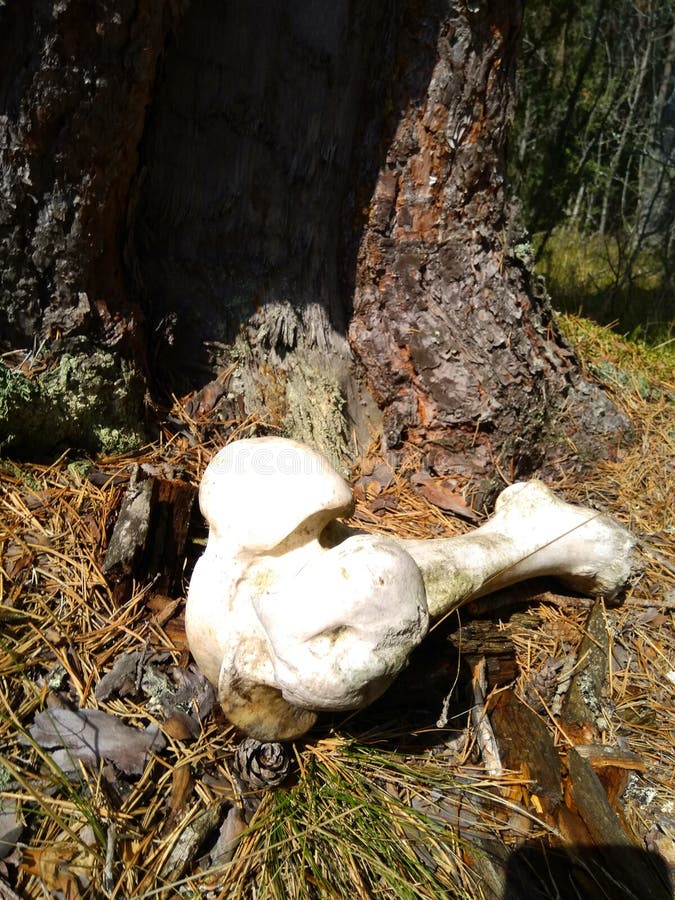 Stort ben från älg i skogen royaltyfri fotografi Stort ben från älg i skogen royaltyfri fotografi