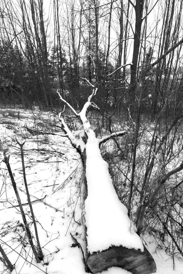 Stort träd som ner klipps och ligga i en skog som täckas med vintersn royaltyfri foto Stort träd som ner klipps och ligga i en skog som täckas med vintersn royaltyfri foto