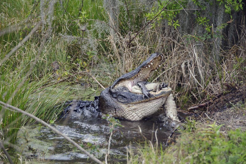 Large Florida Alligator Eating an Alligator. Large Florida Alligator Eating an Alligator