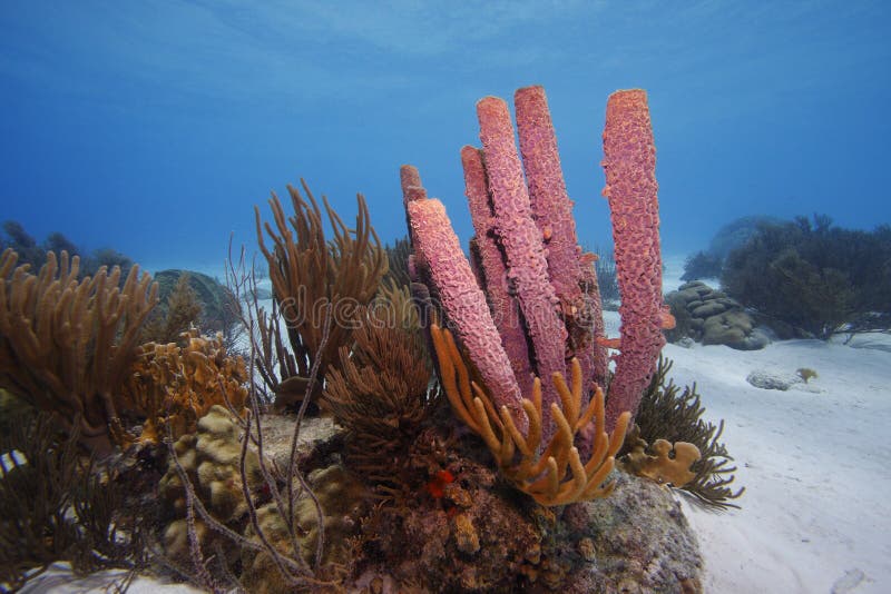 Stove-pipe Sponge (Aplysina archeri)