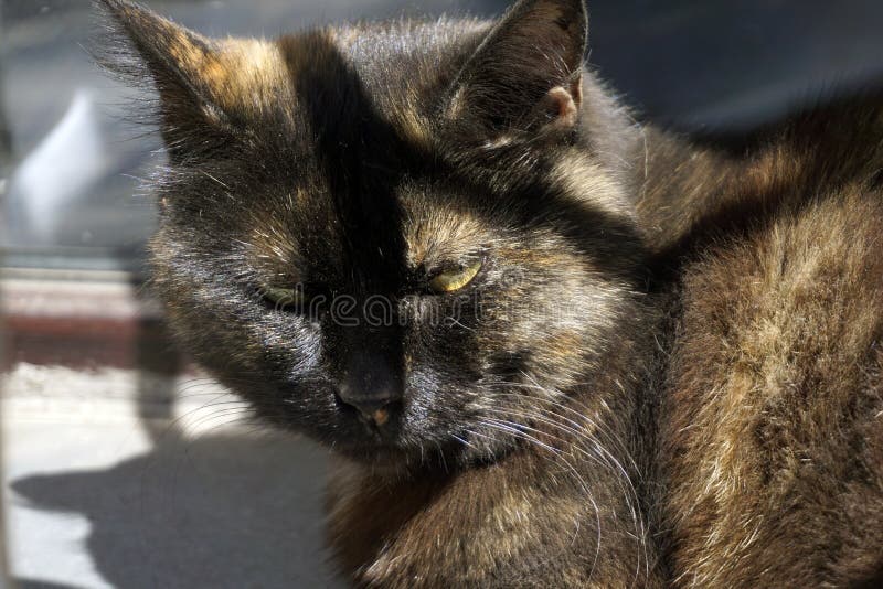 Straat Cat Portrait het slapen stinkende kat royalty-vrije stock afbeelding