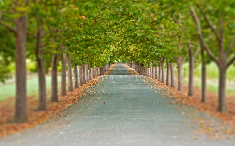 Strada allineata albero fotografia stock Strada allineata albero fotografia stock