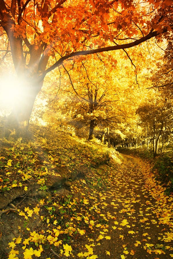 Strada attraverso la foresta di autunno immagini stock Strada attraverso la foresta di autunno immagini stock