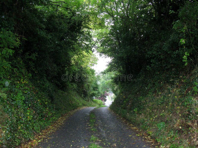 Strada del tunnel dell'albero, Irlanda immagini stock Strada del tunnel dell'albero, Irlanda immagini stock