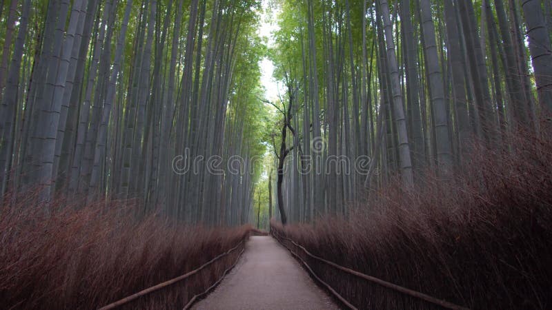 Strada di bambù nella mattina d'inverno a arashiyama kyoto