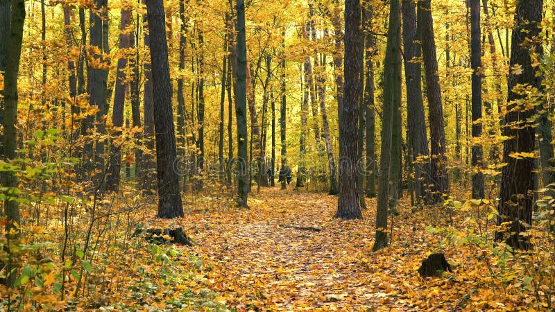 Strada nel parco autunnale brillante in autunno