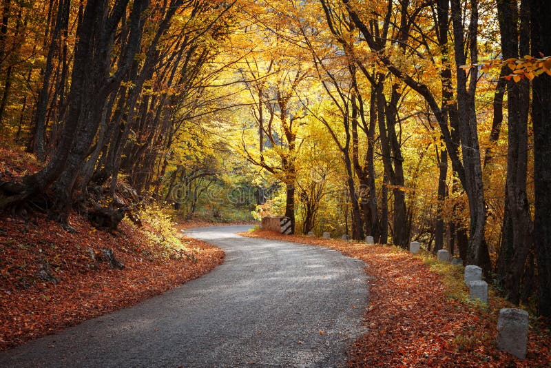 Strada nella foresta di autunno immagine stock Strada nella foresta di autunno immagine stock