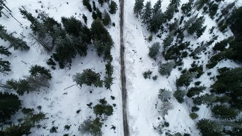 Strada nelle precipitazioni nevose pesanti della foresta di inverno Siluetta dell'uomo Cowering di affari